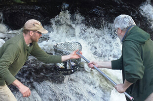 Two men with a net catching alewives in a river