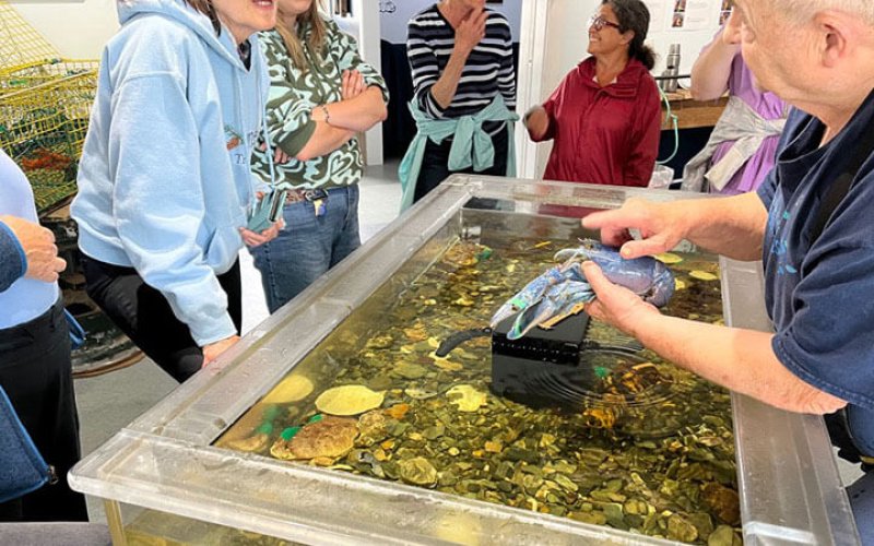 Group of people standing around a salt water touch tank looking at a blue lobster